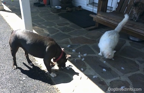 A blue nose American Bully Pit is standing on a porch and licking pieces of ice. There is a cat across from her doing the samething.